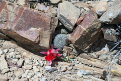 Aylostera albopectinata