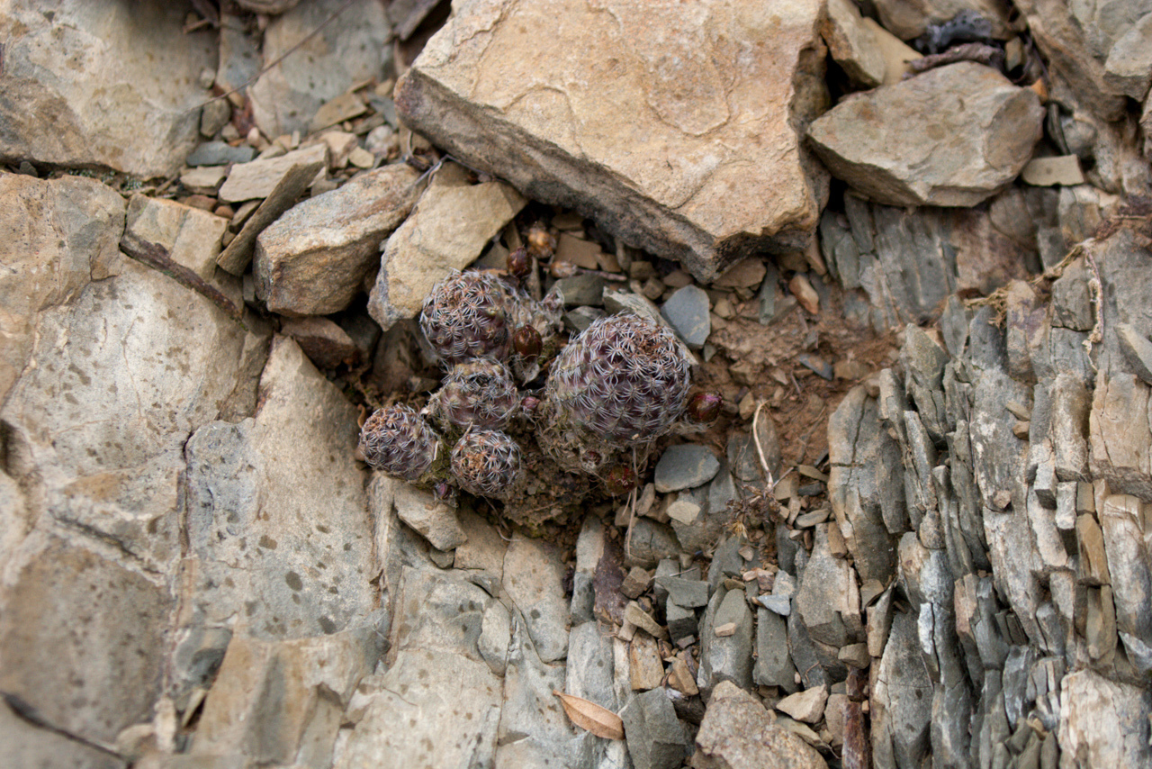 Imagem de Rebutia albopectinata
