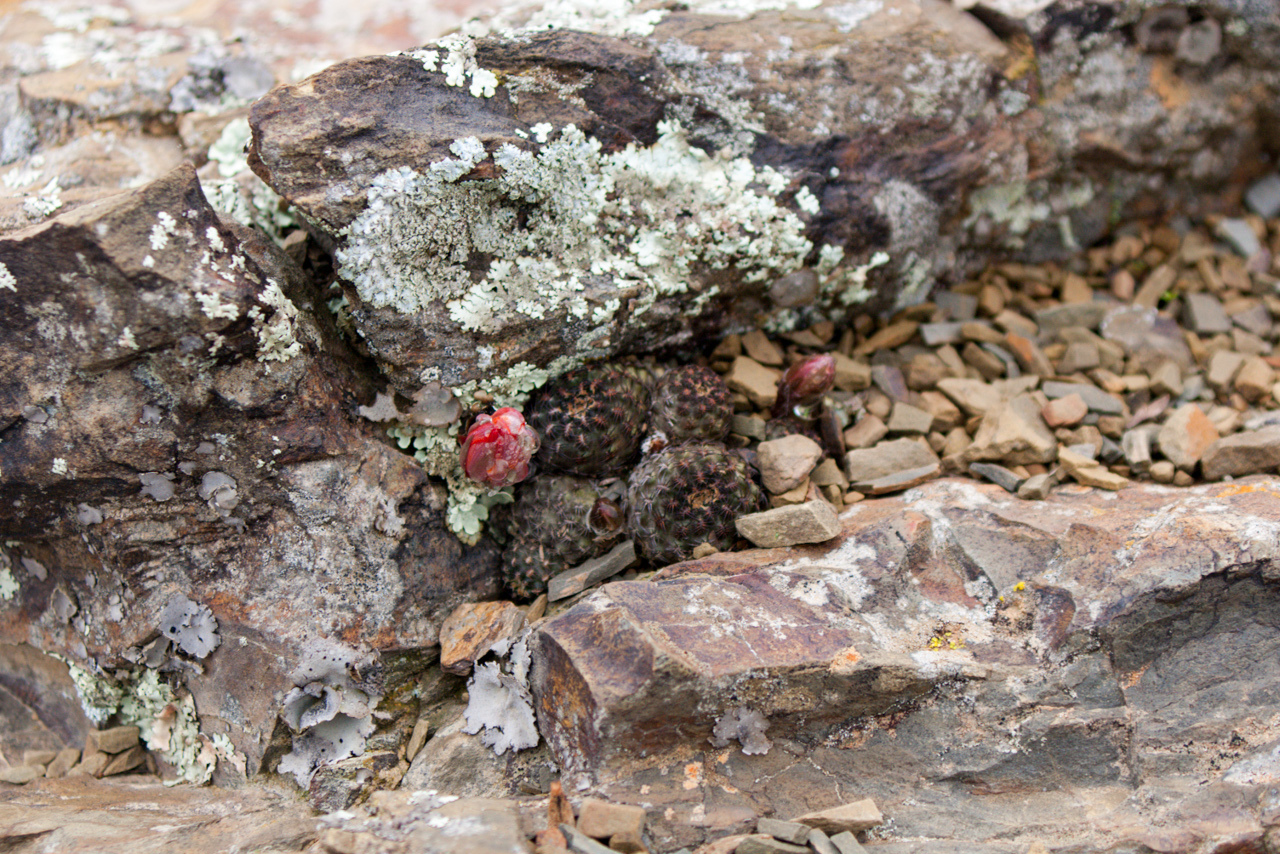Imagem de Rebutia albopectinata