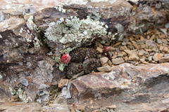 Aylostera albopectinata