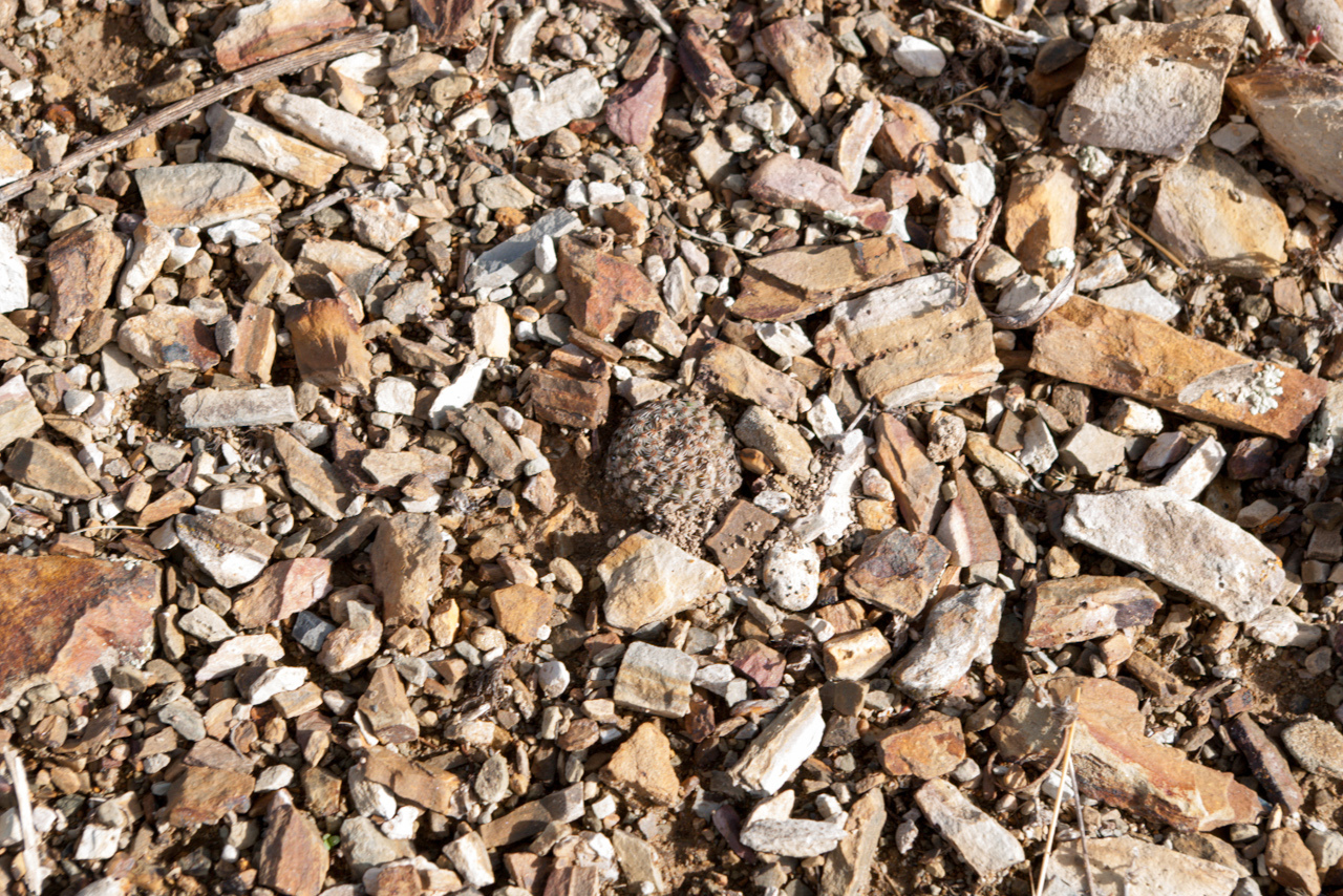 Imagem de Rebutia albopectinata