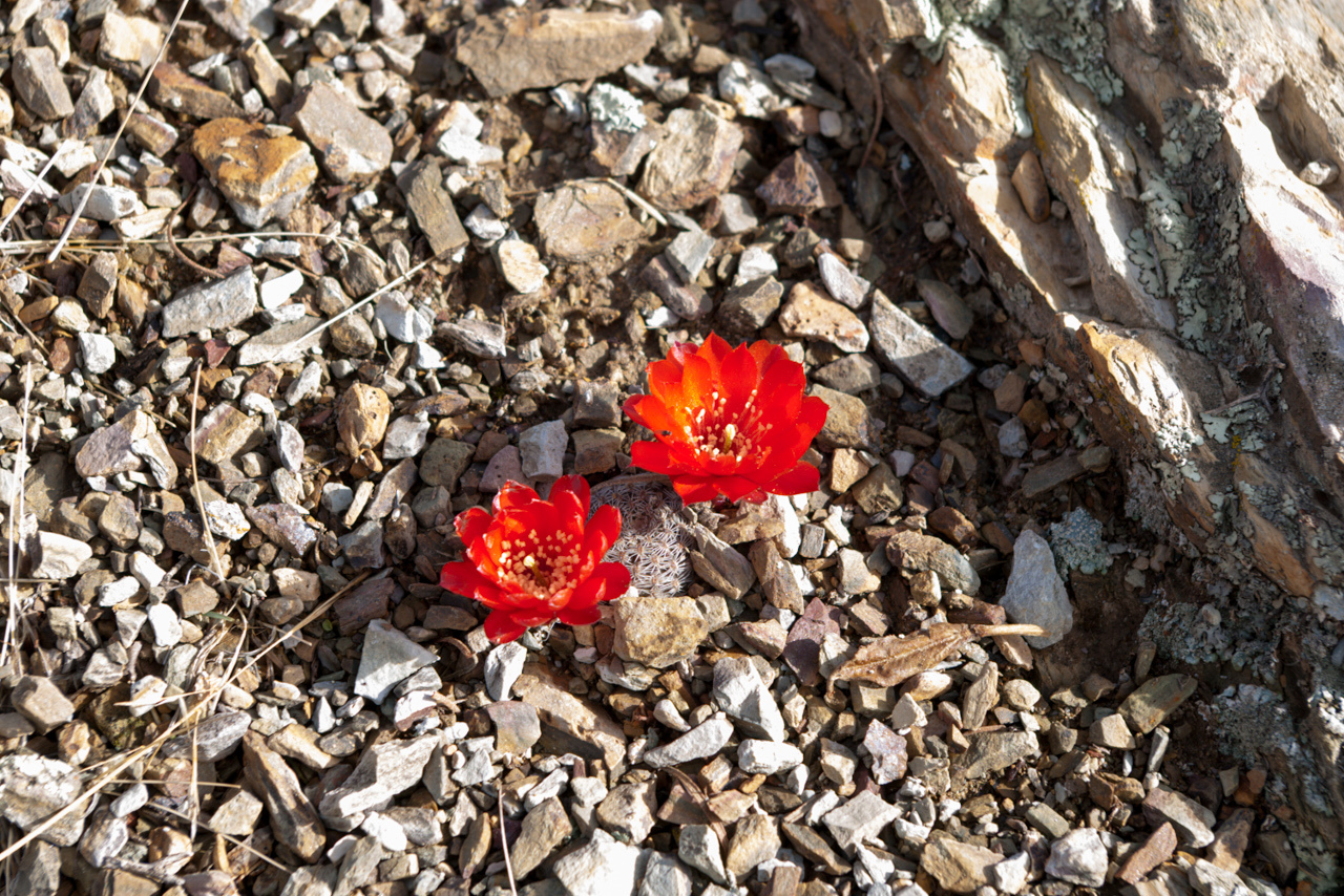 Imagem de Rebutia albopectinata