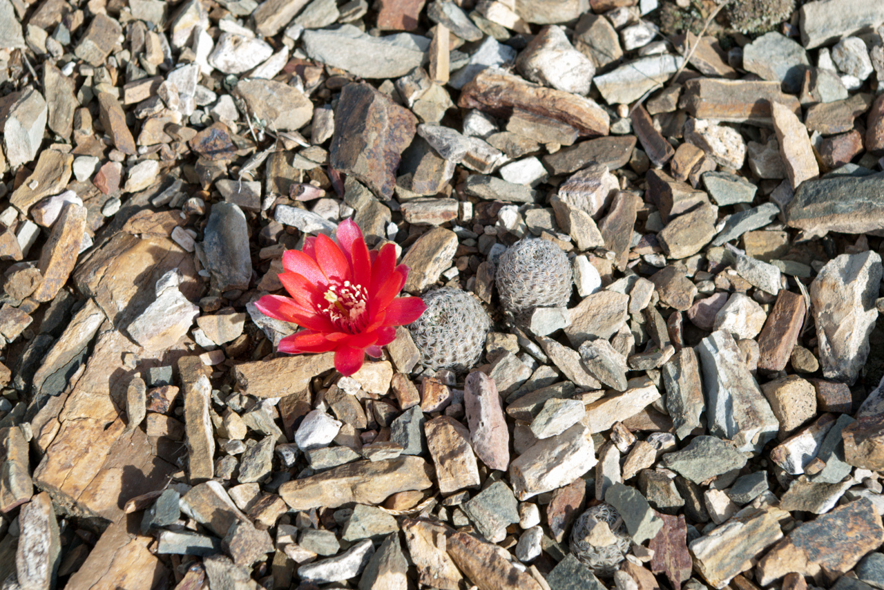 Imagem de Rebutia albopectinata