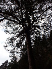 Chamaecyparis formosensis