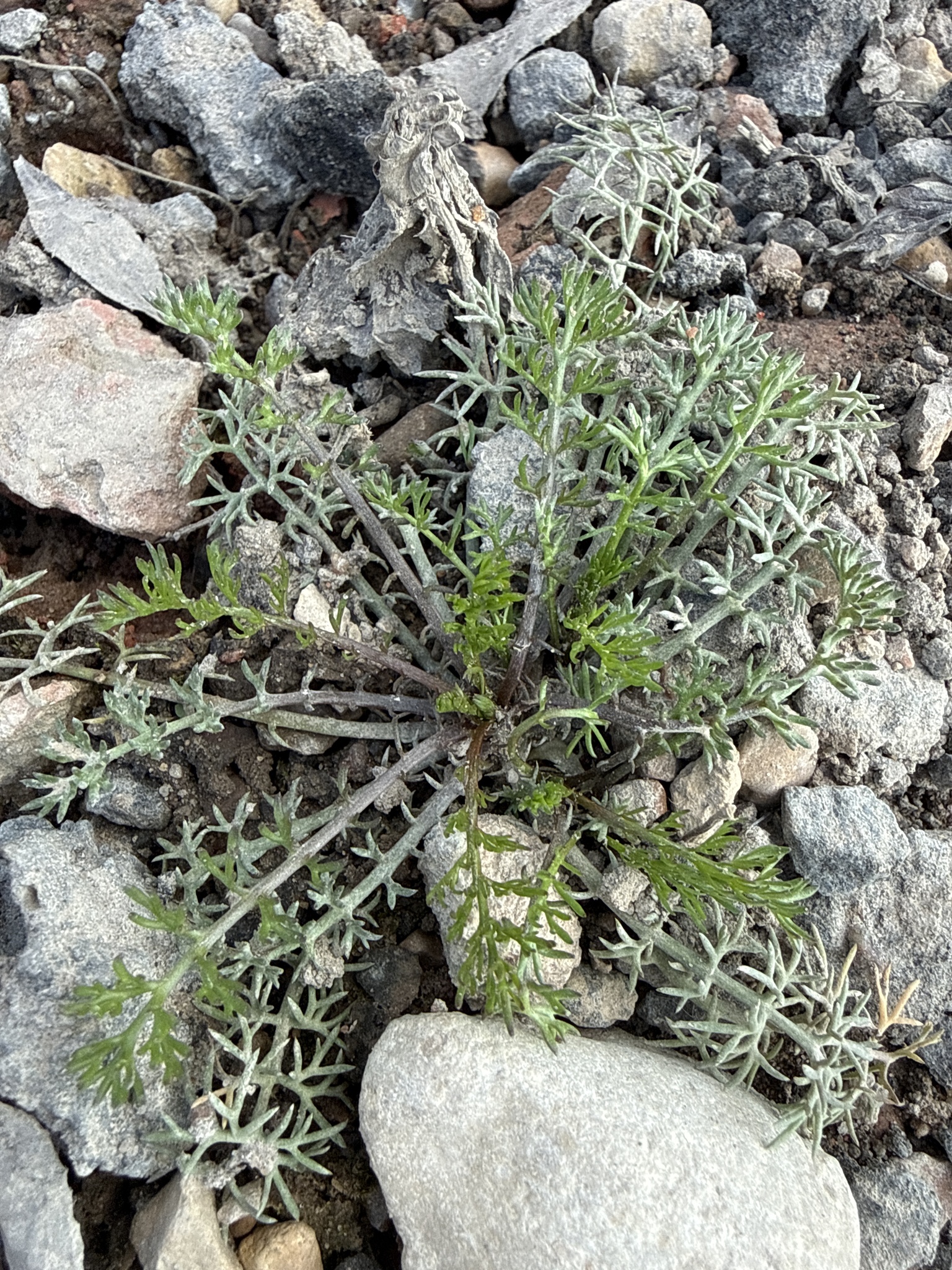 Tripleurospermum Inodorum (Tripleurospermum inodorum)