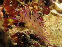 Coryphellina lotos
