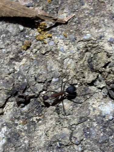 Camponotus angusticollis sanguinolentus