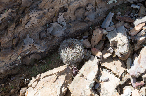 Foto de Rebutia albopectinata