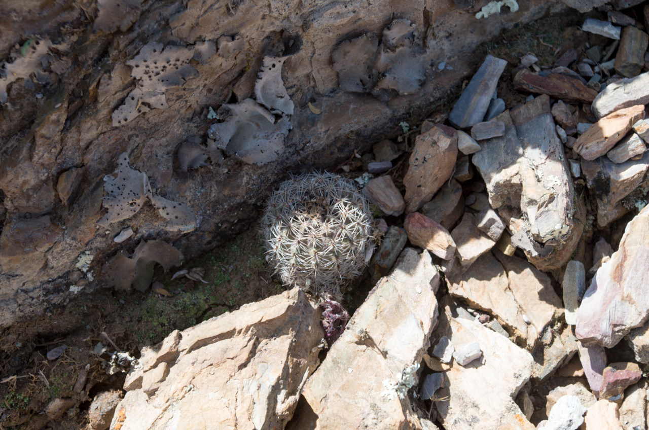 Imagem de Rebutia albopectinata