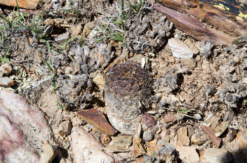 Foto de Rebutia albopectinata