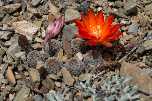 Foto de Rebutia albopectinata