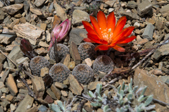 Aylostera albopectinata