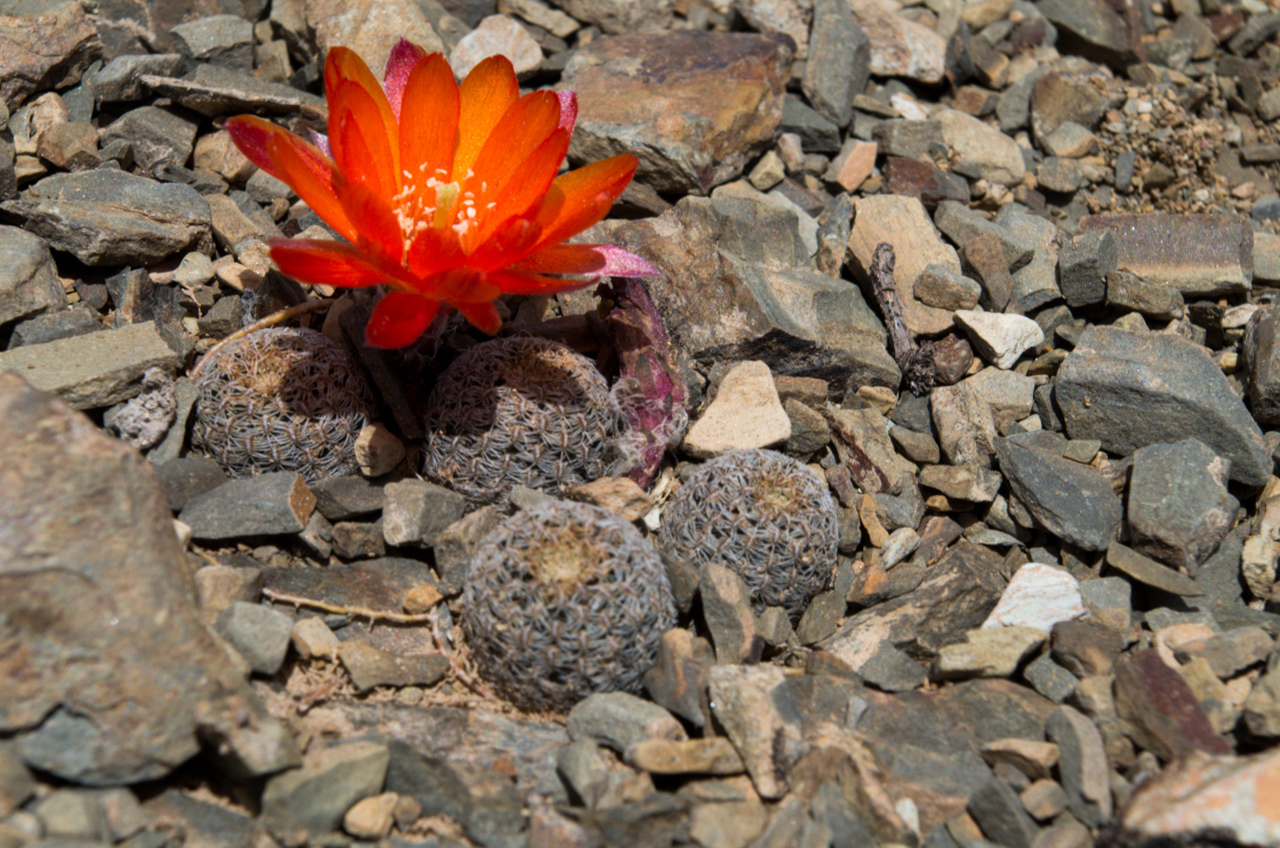 Imagem de Rebutia albopectinata