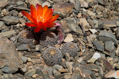 Aylostera albopectinata