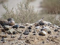 Dipsosaurus dorsalis dorsalis