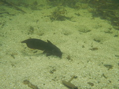 Eel-Tailed Catfish photo 3