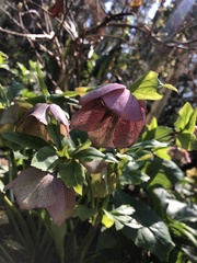 Helleborus purpurascens
