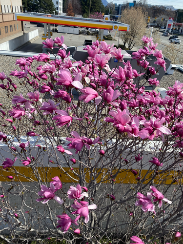 Magnolia alba observed 2026-04-04