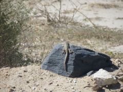 Dipsosaurus dorsalis dorsalis