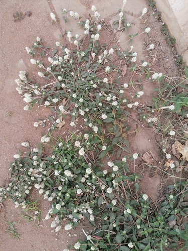 prostrate globe-amaranth