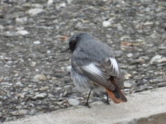 Phoenicurus ochruros