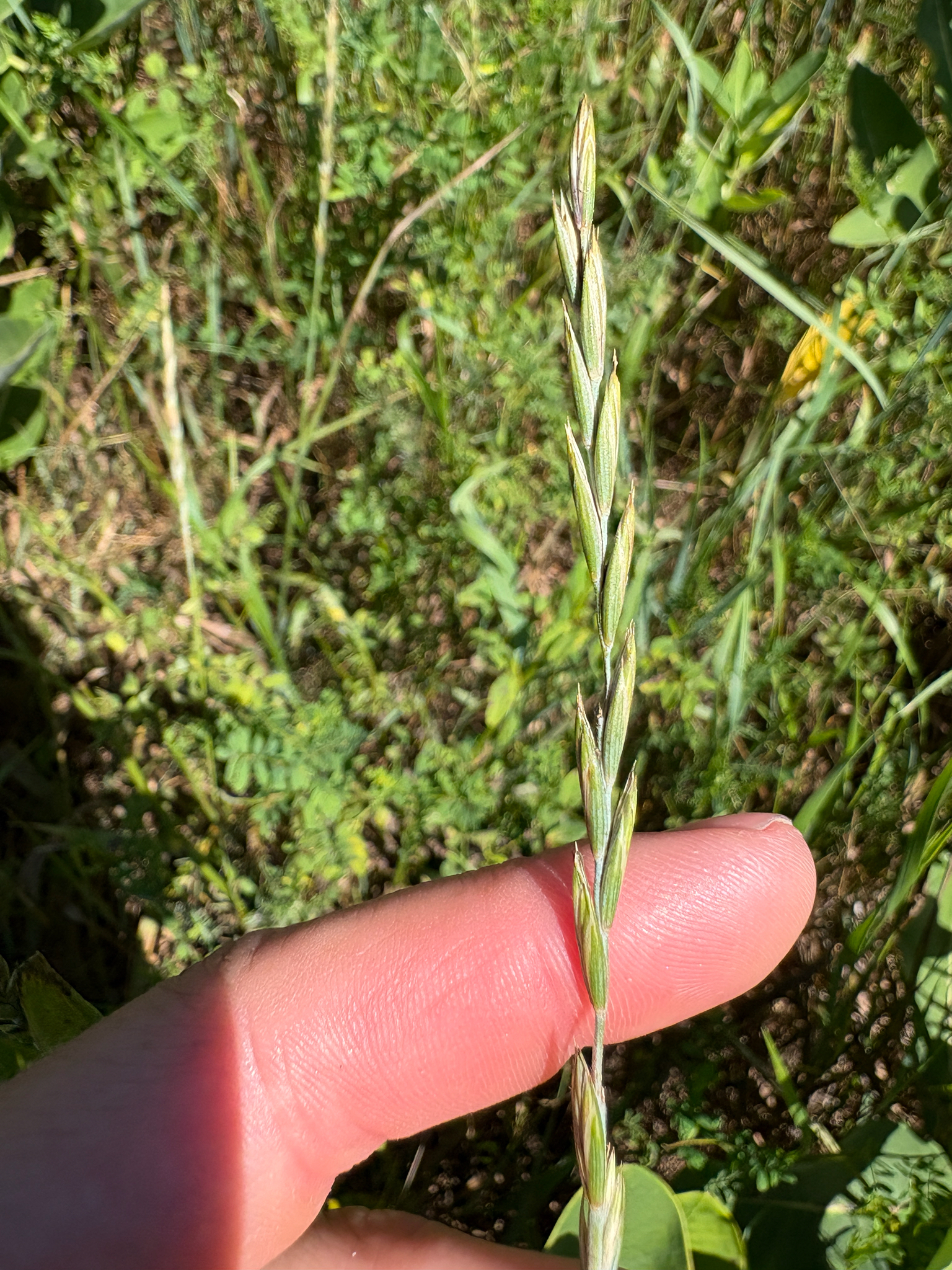 Quackgrass (Elymus repens)