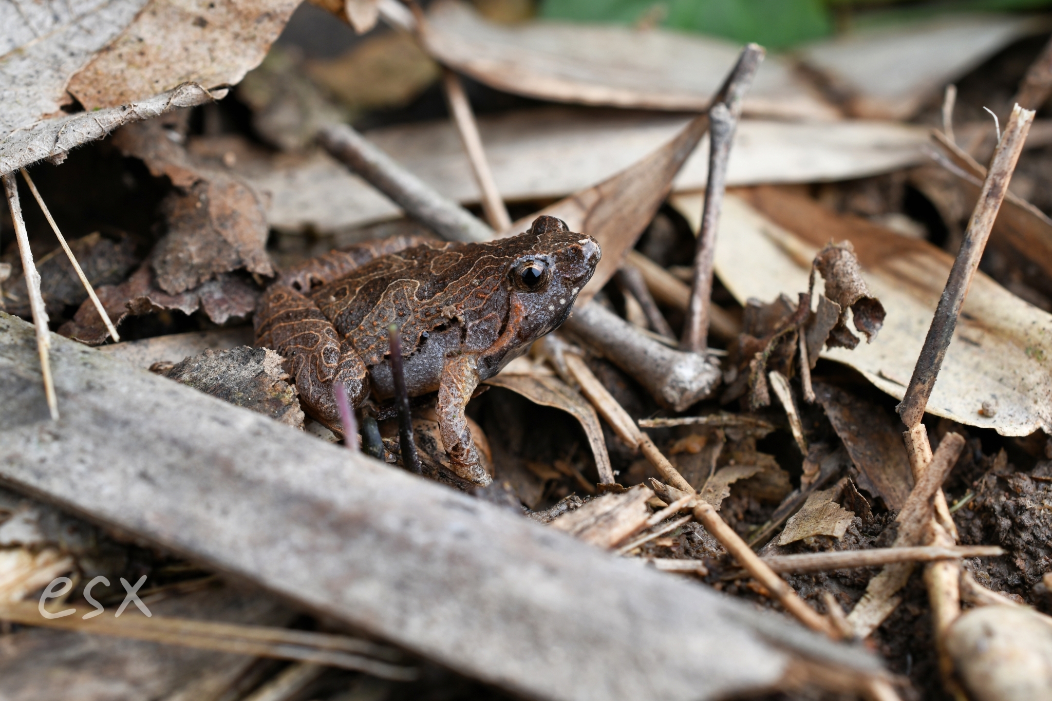 Beilun Pygmy Frog photo 2