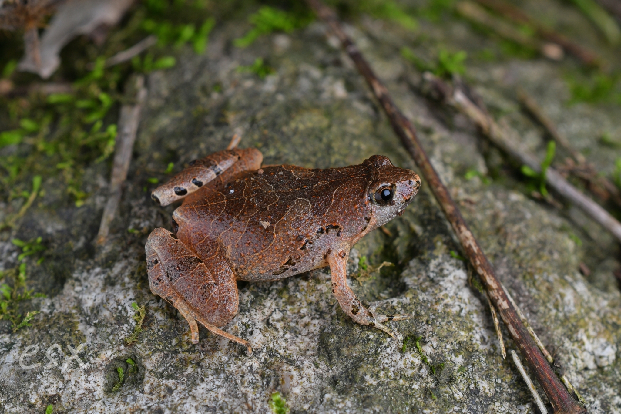 Beilun Pygmy Frog photo 3