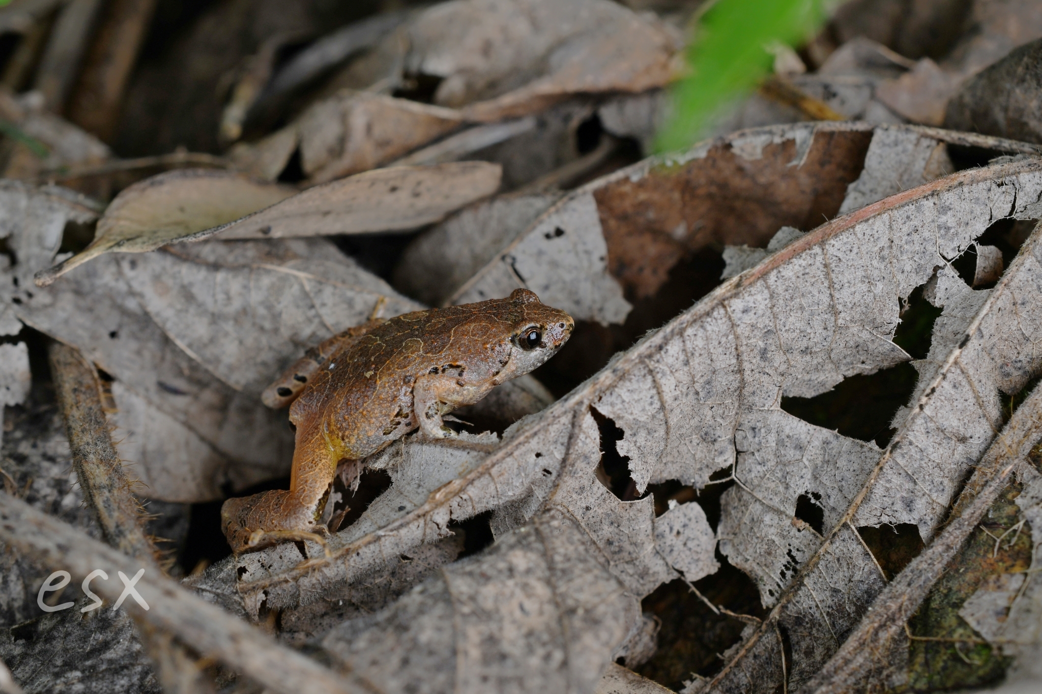 Beilun Pygmy Frog photo 4