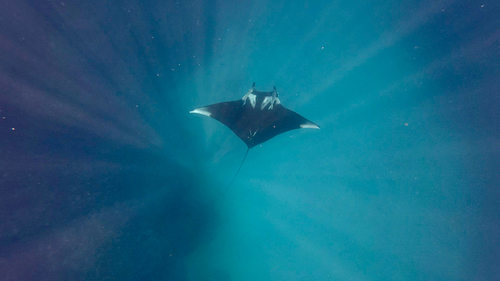 Mobula birostris