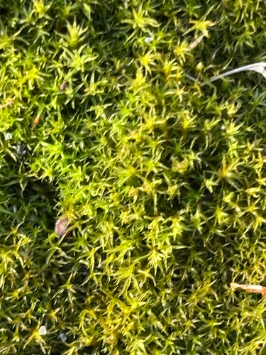 Cylindric Beard-moss (Vinealobryum insulanum)