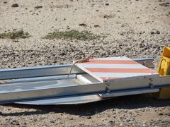 Dipsosaurus dorsalis dorsalis