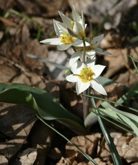 Tulipa bifloriformis