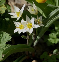 Tulipa bifloriformis