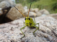 Taeniopoda picticornis