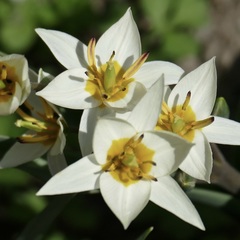 Tulipa bifloriformis