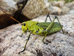 Taeniopoda picticornis
