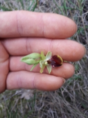 Ophrys sphegodes sphegodes