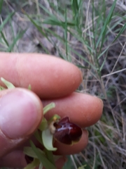 Ophrys sphegodes sphegodes