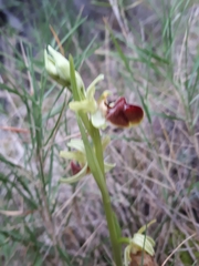 Ophrys sphegodes sphegodes