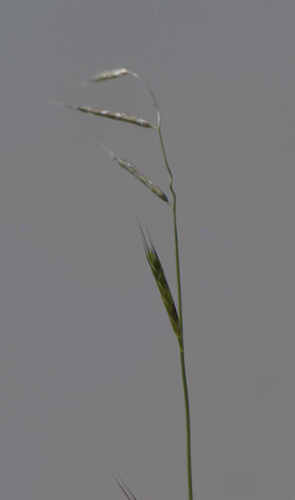 Pleuropogon californicus, 2026-04-03
