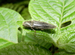 Melanotus staudingeri