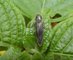 Melanotus staudingeri