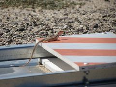 Dipsosaurus dorsalis dorsalis