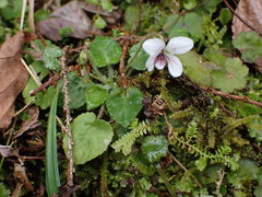Viola adenothrix