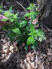 Lithospermum helleri