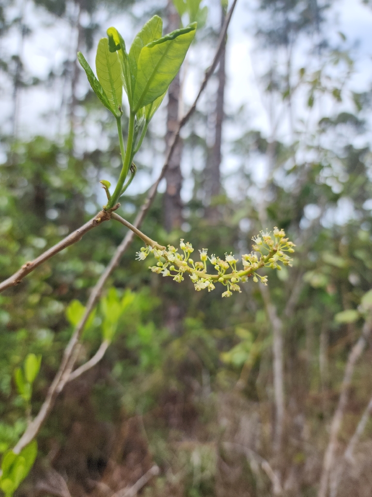 Thouinia discolor