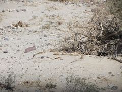 Dipsosaurus dorsalis dorsalis