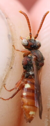 Nomada integerrima
