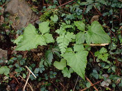 Notoseris melanantha